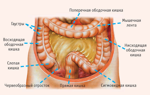 Язвенная болезнь двенадцатиперстной кишки